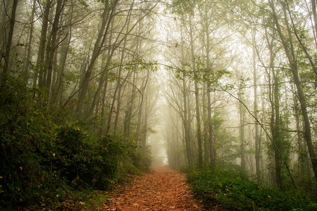 A misty path through a foggy forest with lush greenery and towering trees.