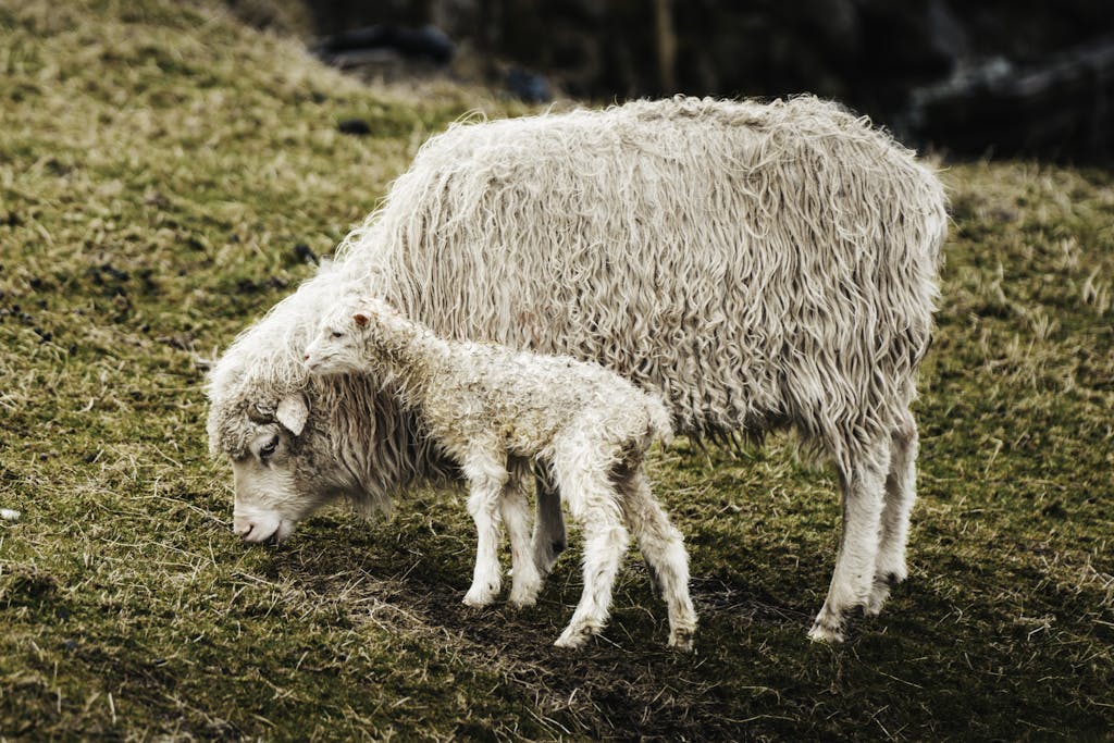 A nurturing mother sheep with her lamb grazing on a lush green field.