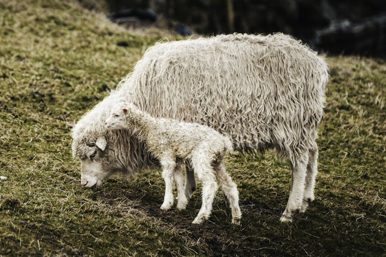 A nurturing mother sheep with her lamb grazing on a lush green field.