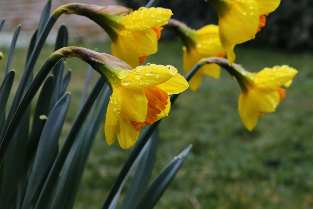 Beautiful close-up of dew-covered yellow daffodils blooming in a spring garden.