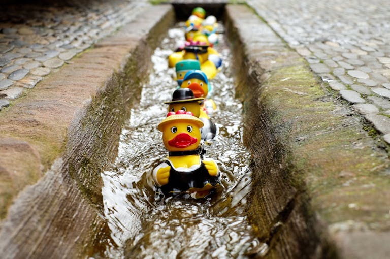 Vibrant rubber ducks floating in a narrow outdoor water canal, creating a playful scene.